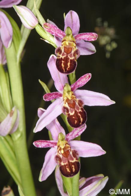 Ophrys apifera f. badensis