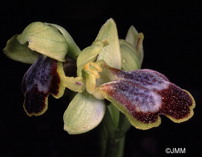 Ophrys bilunulata