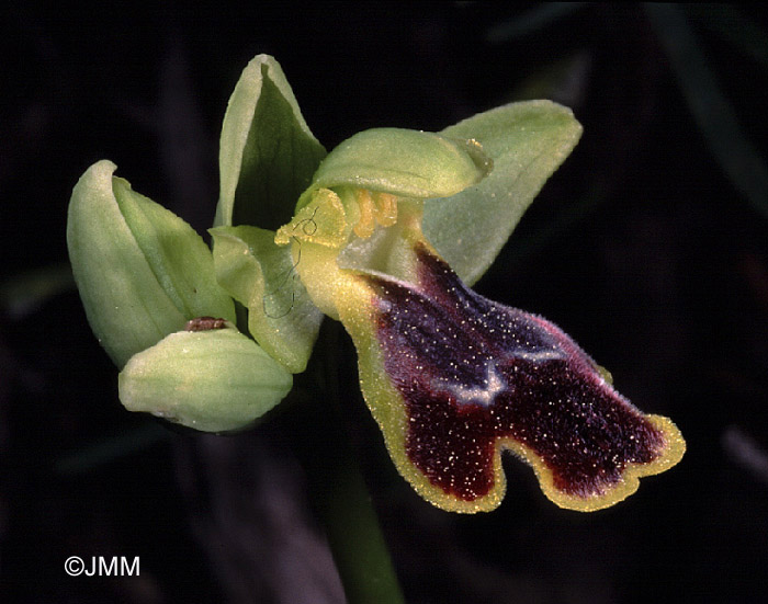 Ophrys bilunulata