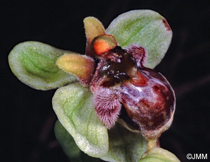 Ophrys bombyliflora