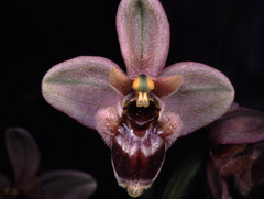 Ophrys x sommieri