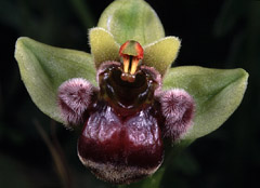 Ophrys bombyliflora