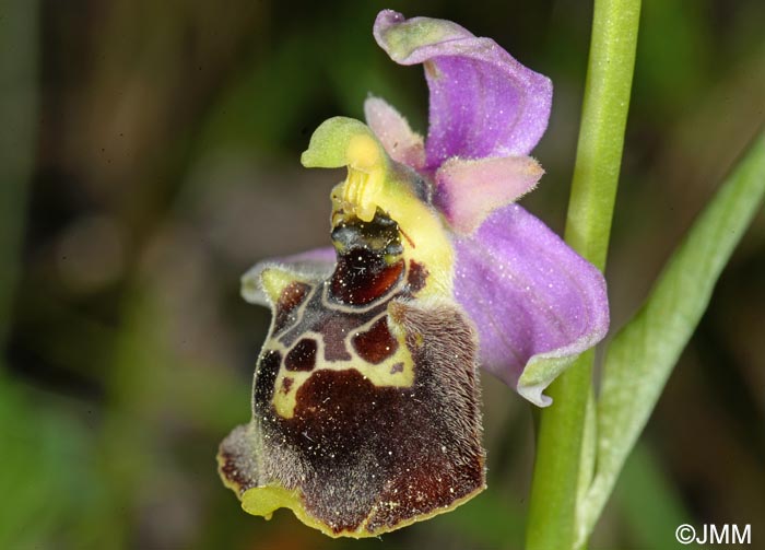 Ophrys brachyotus = Ophrys brachyotes