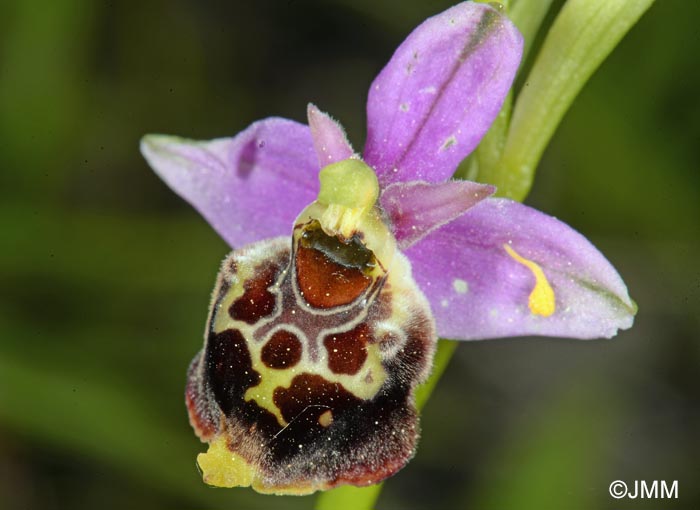 Ophrys brachyotus = Ophrys brachyotes