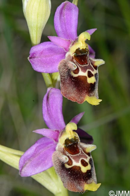 Ophrys brachyotus = Ophrys brachyotes