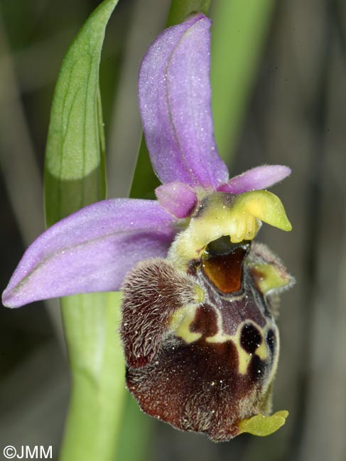 Ophrys brachyotus = Ophrys brachyotes