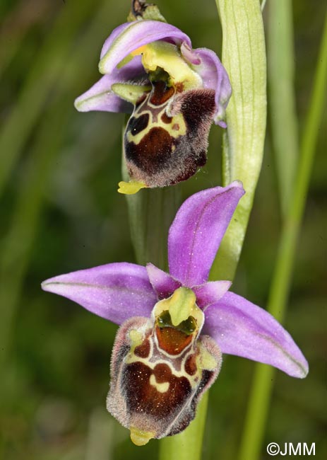 Ophrys brachyotus = Ophrys brachyotes