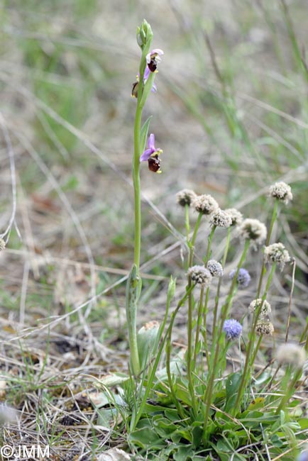 Ophrys brachyotus = Ophrys brachyotes