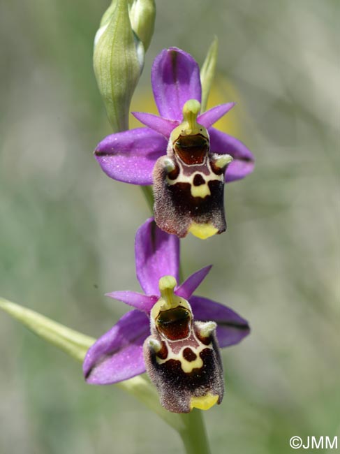 Ophrys brachyotus = Ophrys brachyotes