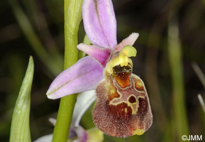 Ophrys brachyotus = Ophrys brachyotes