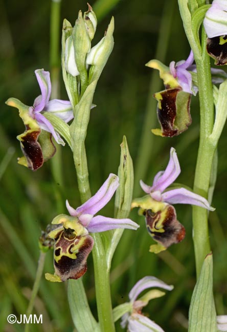 Ophrys brachyotus = Ophrys brachyotes