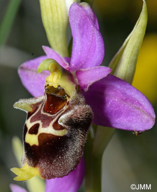 Ophrys brachyotus = Ophrys brachyotes