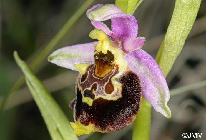 Ophrys brachyotus = Ophrys brachyotes