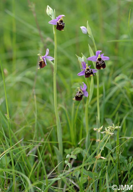Ophrys brachyotus = Ophrys brachyotes
