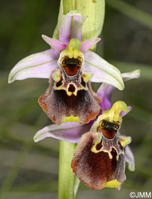 Ophrys brachyotus = Ophrys brachyotes