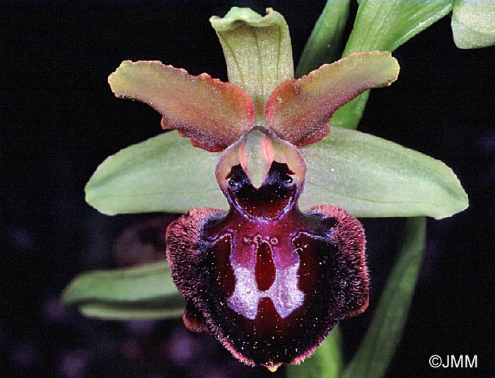 Ophrys caloptera