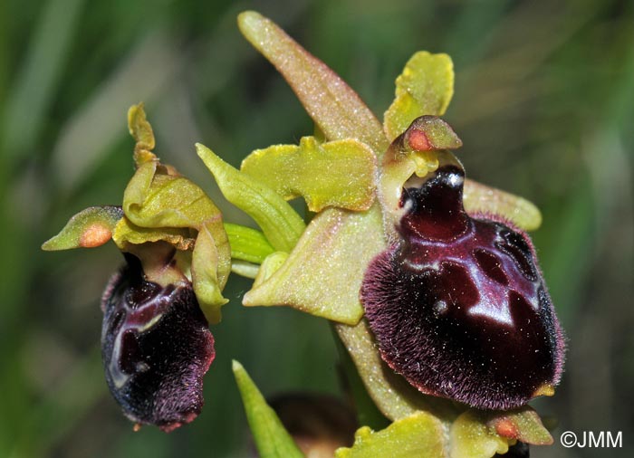 Ophrys caloptera