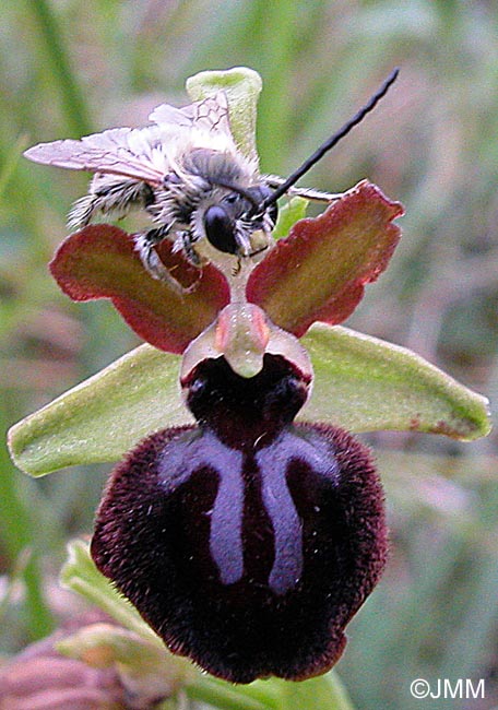 Ophrys caloptera