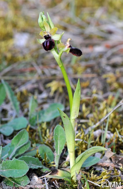 Ophrys caloptera