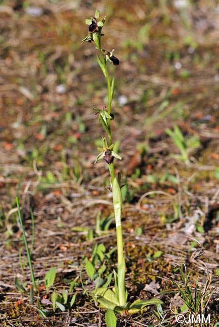 Ophrys caloptera