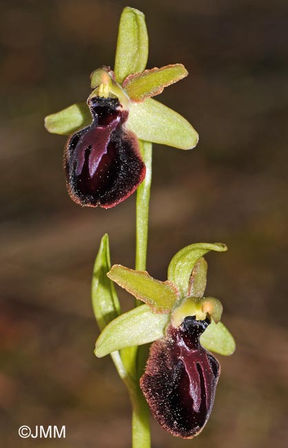 Ophrys caloptera