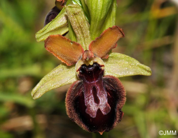 Ophrys caloptera