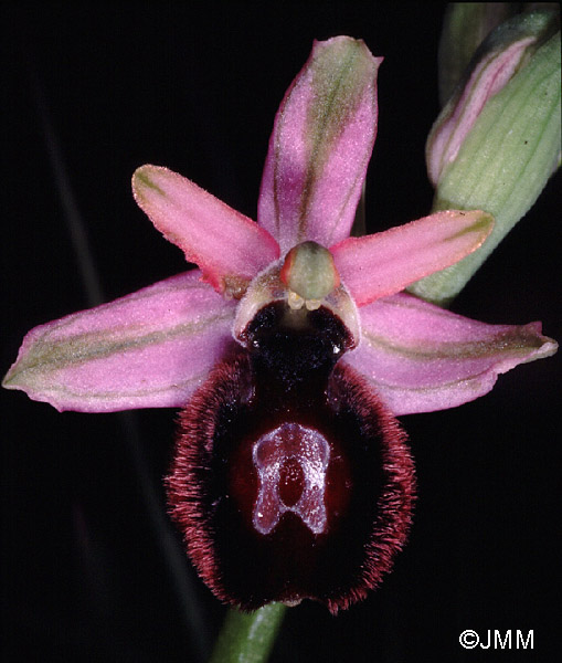 Ophrys catalaunica