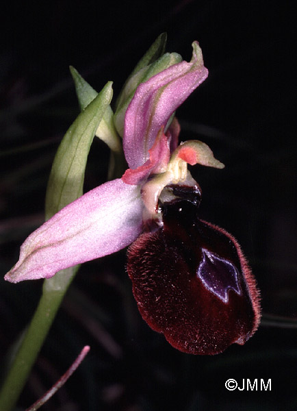 Ophrys catalaunica