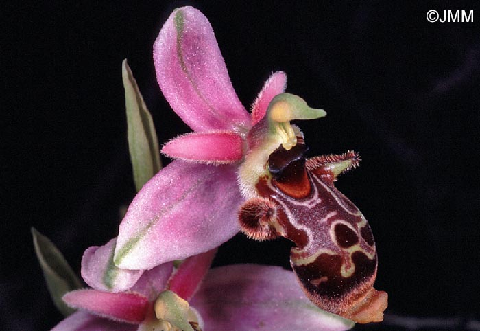 Ophrys corbariensis