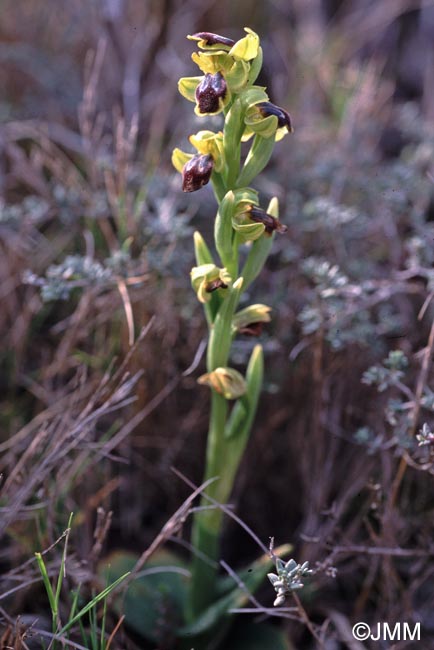 Ophrys delforgei