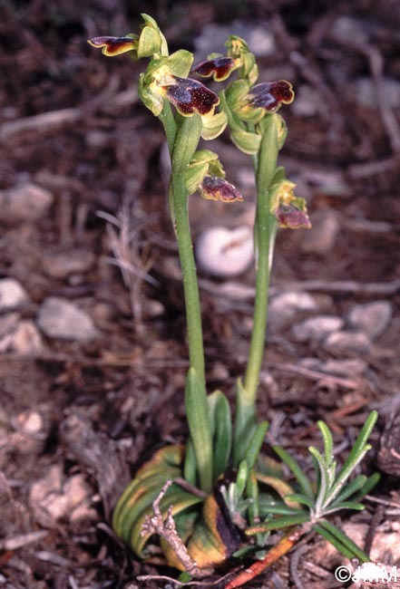 Ophrys delforgei