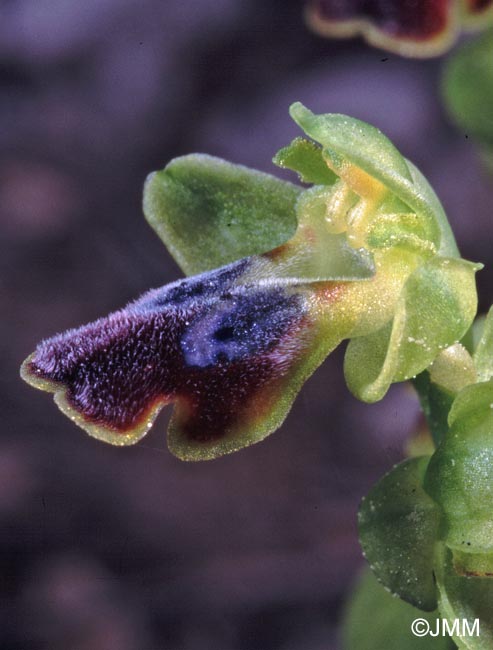 Ophrys delforgei