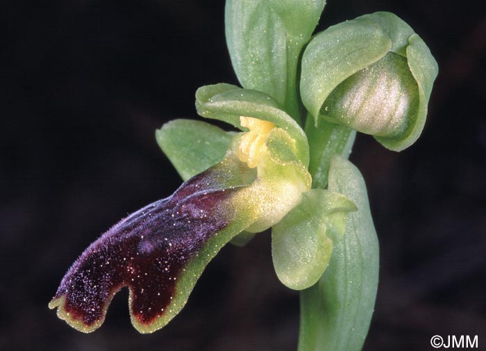 Ophrys delforgei