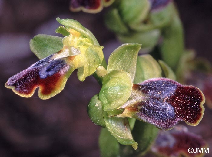 Ophrys delforgei