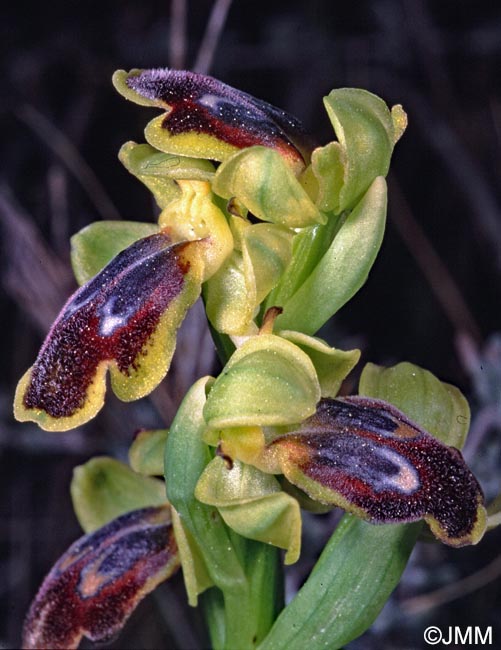 Ophrys delforgei