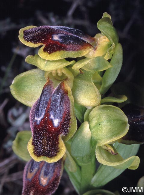 Ophrys delforgei