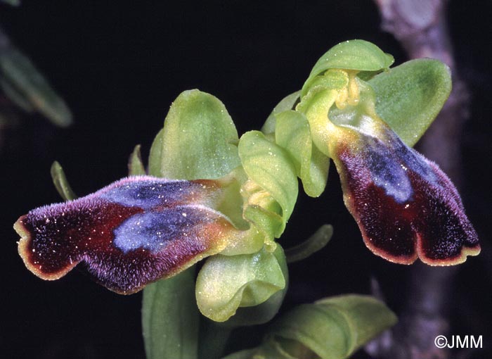 Ophrys delforgei