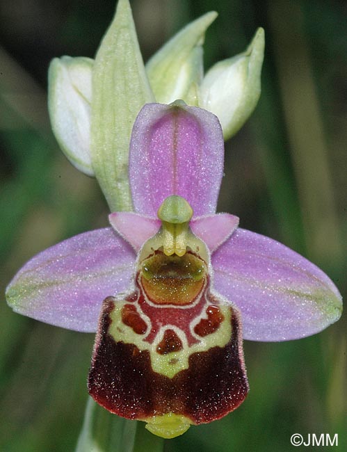 Ophrys demangei