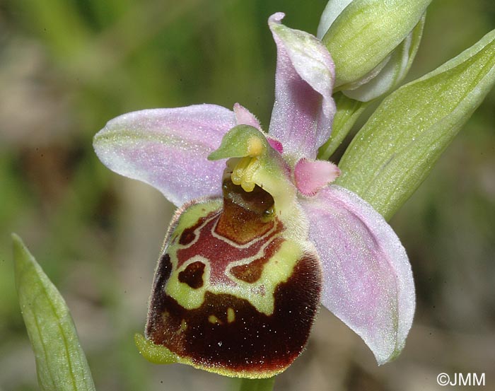 Ophrys demangei