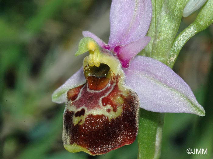 Ophrys demangei