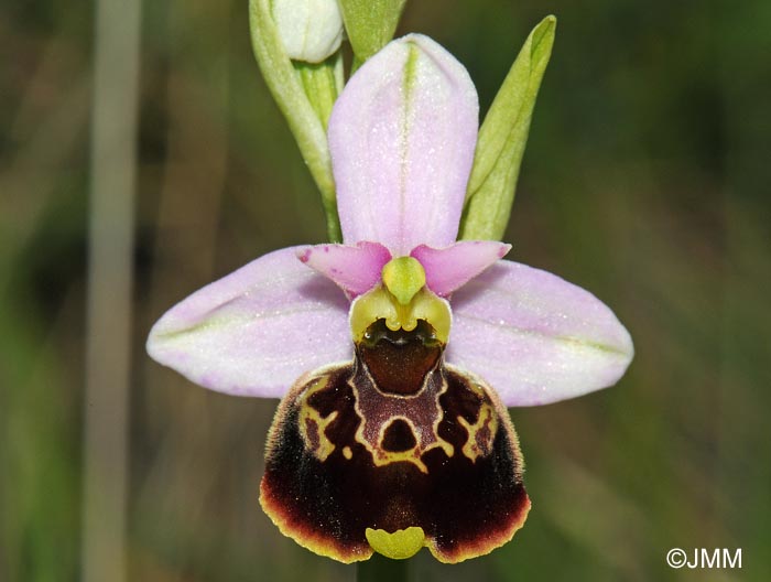 Ophrys demangei