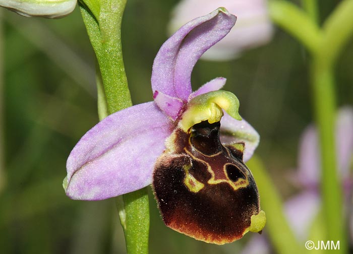 Ophrys demangei