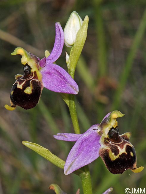 Ophrys demangei