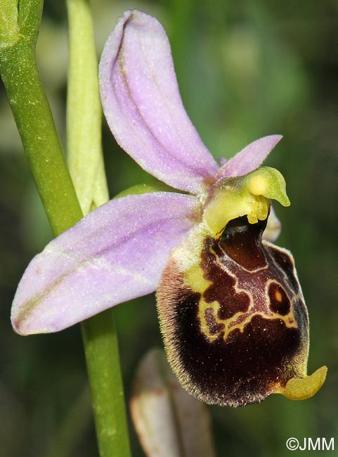 Ophrys demangei