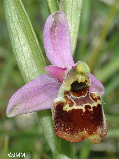 Ophrys demangei