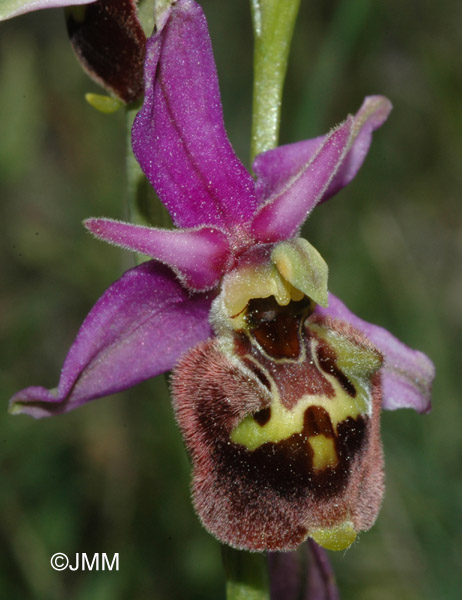 Ophrys druentica 