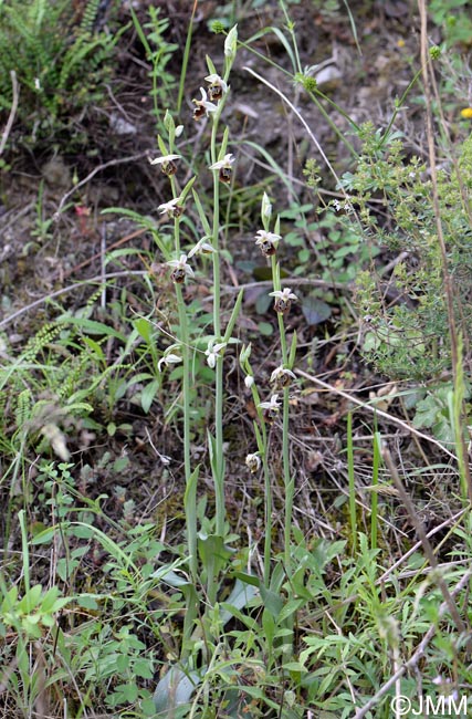 Ophrys brachyotus = Ophrys brachyotes