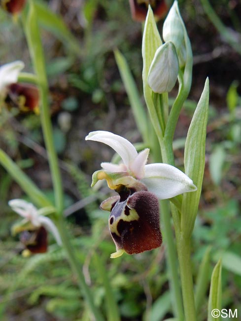 Ophrys brachyotus = Ophrys brachyotes