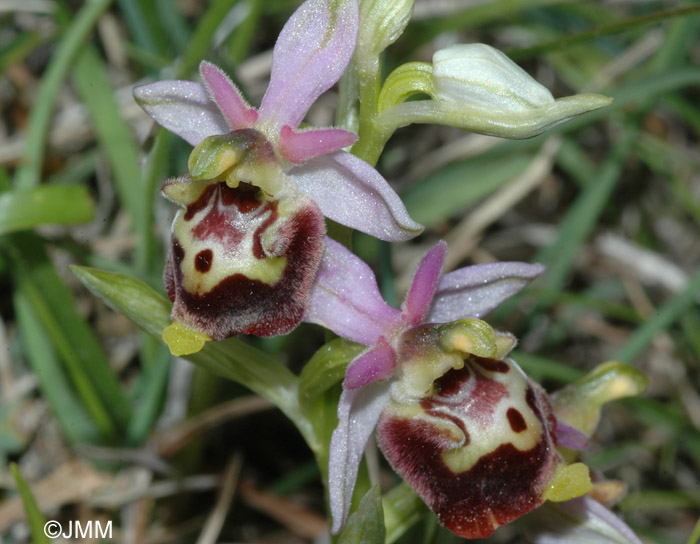 Ophrys druentica 