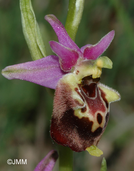 Ophrys druentica 
